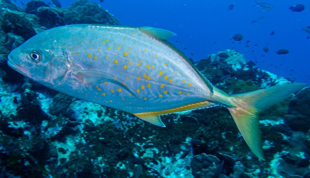 Une carangue argentée semée de points orange, nageoires et queue jaunâtres, passe de profil vers la gauche au-dessus d'un récif sombre, quelques petits poissons dans le bleu profond
