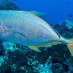 Une carangue argentée semée de points orange, nageoires et queue jaunâtres, passe de profil vers la gauche au-dessus d'un récif sombre, quelques petits poissons dans le bleu profond