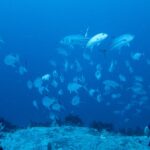 Un grand banc de carangues à gros yeux argentées tourne au-dessus du sommet d'un récif, dans le bleu, sous les yeux d'un plongeur au premier plan à droite