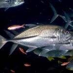 Deux carangues à gros yeux argentées de profil, la tête à droite, sur un fond sombre : un très grand œil, la ligne d'écailles sombres et épaisses de l'arrière du flanc, et en contrebas des gaterins rayés et des anthias rouges