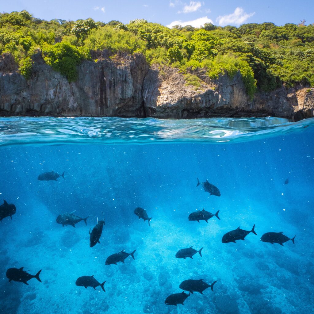 Vue mi-air mi-eau d'une côte à falaise couverte de forêt, avec sous la surface un groupe d'une vingtaine de grosses carangues ignobles sombres qui nagent dans une eau bleue et claire