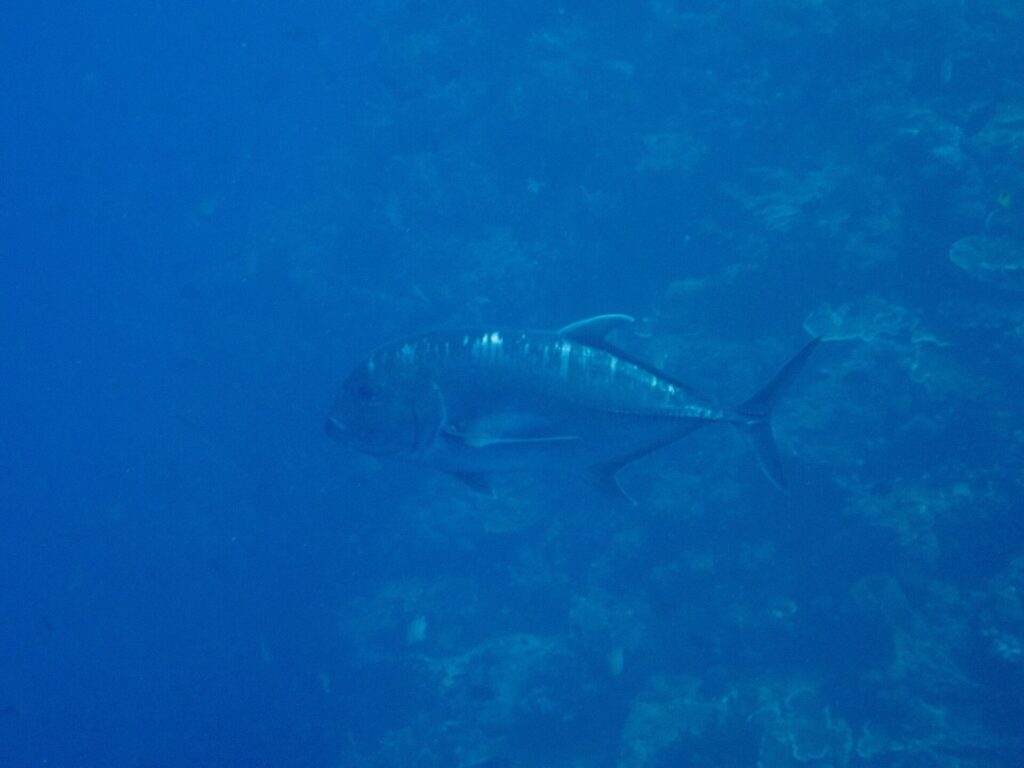 Une carangue ignoble gris sombre de profil, la tête à gauche, longe un tombant de corail dans une eau bleue, le front abrupt et la ligne d'écailles épaisses de l'arrière du flanc bien visibles