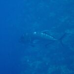 Une carangue ignoble gris sombre de profil, la tête à gauche, longe un tombant de corail dans une eau bleue, le front abrupt et la ligne d'écailles épaisses de l'arrière du flanc bien visibles
