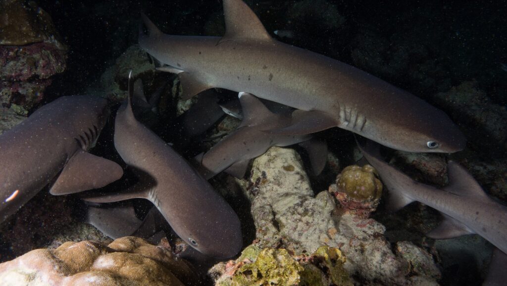 De nuit, plusieurs requins pointes blanches de récif se faufilent entre des blocs de corail et de roche, le plus grand en haut de l'image nageant vers la droite, l'œil renvoyant l'éclat du flash sur un fond noir.