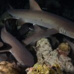 De nuit, plusieurs requins pointes blanches de récif se faufilent entre des blocs de corail et de roche, le plus grand en haut de l'image nageant vers la droite, l'œil renvoyant l'éclat du flash sur un fond noir.