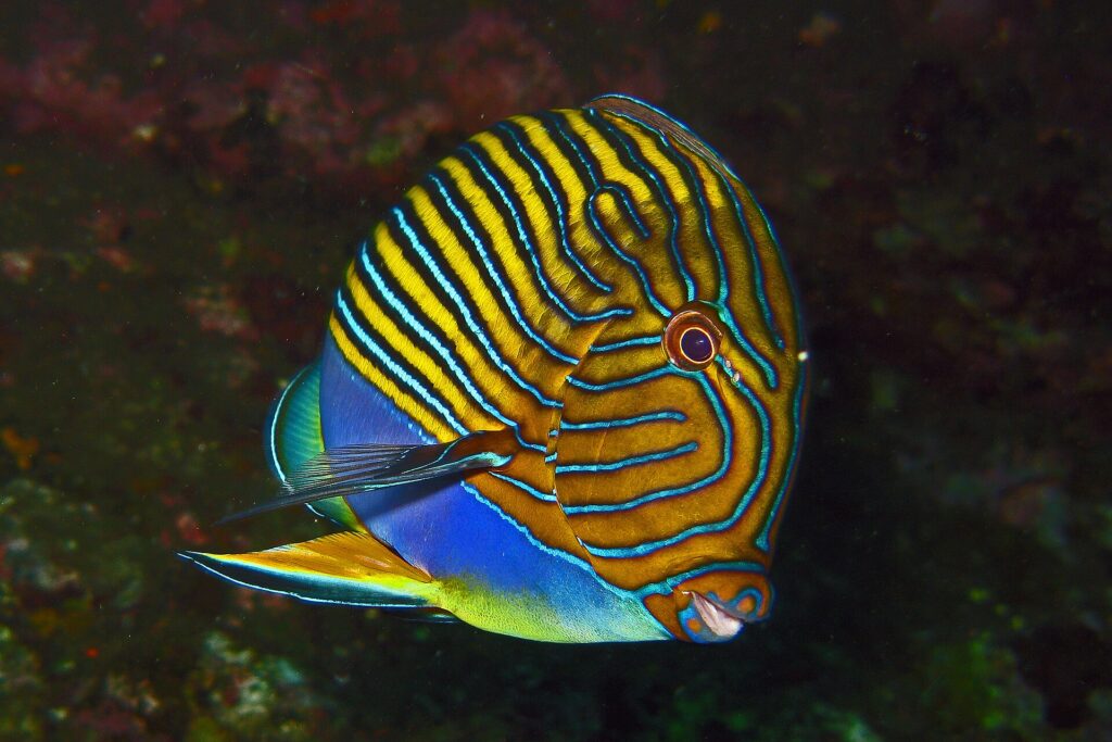 Un poisson-chirurgien à lignes bleues et jaunes, vu de côté sur un fond sombre, sur l'épave du Liberty