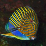 Un poisson-chirurgien à lignes bleues et jaunes, vu de côté sur un fond sombre, sur l'épave du Liberty