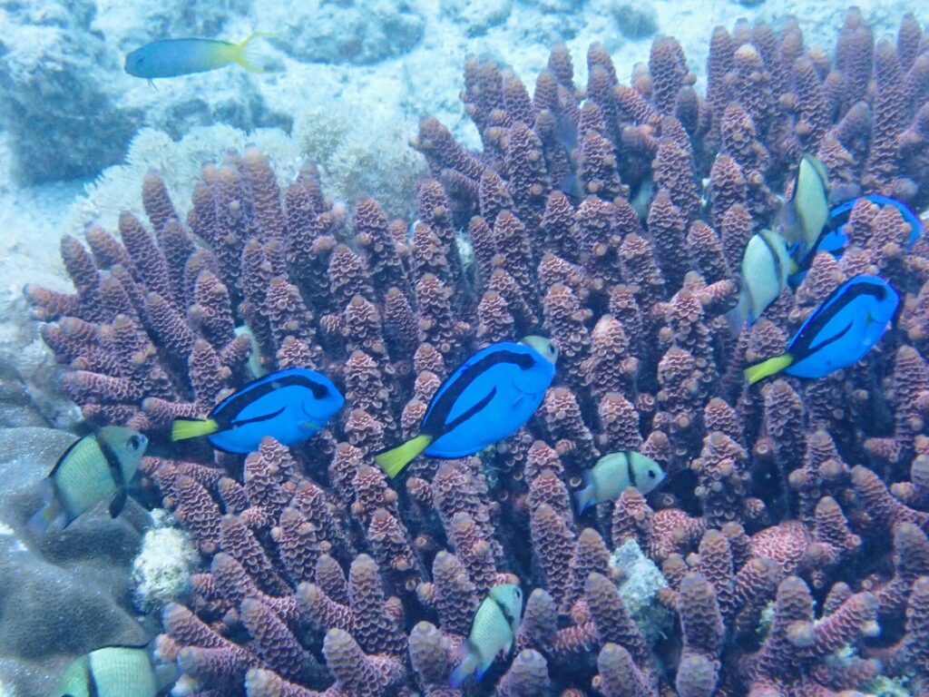 Quatre chirurgiens à palette bleu vif, marqués de noir et à queue jaune, nagent entre les doigts mauves d'un corail branchu, parmi des demoiselles grises à bandes noires, devant un fond de sable pâle