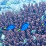 Quatre chirurgiens à palette bleu vif, marqués de noir et à queue jaune, nagent entre les doigts mauves d'un corail branchu, parmi des demoiselles grises à bandes noires, devant un fond de sable pâle