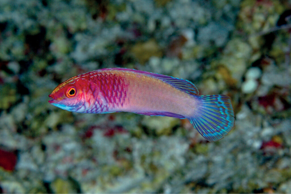 Un petit labre rose et violet aux nageoires bleu turquoise, de profil devant un fond de corail flou