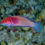 Un petit labre rose et violet aux nageoires bleu turquoise, de profil devant un fond de corail flou