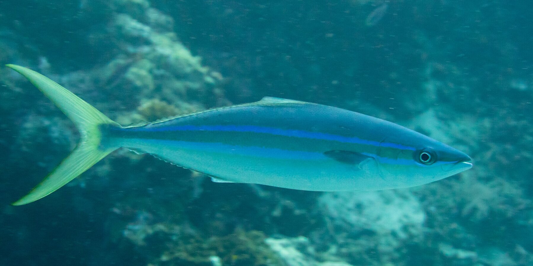 Une comète saumon nage de profil au-dessus d'un récif : corps allongé et fuselé, dos bleu sombre, deux lignes bleu vif séparées par une bande olive sur le flanc, ventre blanc, queue jaune-vert profondément fourchue