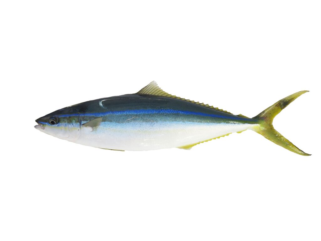 Une comète saumon entière posée sur fond blanc, vue de profil : dos bleu-vert sombre, ligne bleu vif sur le flanc, ventre blanc, dorsale et anale longues et basses, queue jaune-vert fourchue