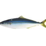 Une comète saumon entière posée sur fond blanc, vue de profil : dos bleu-vert sombre, ligne bleu vif sur le flanc, ventre blanc, dorsale et anale longues et basses, queue jaune-vert fourchue