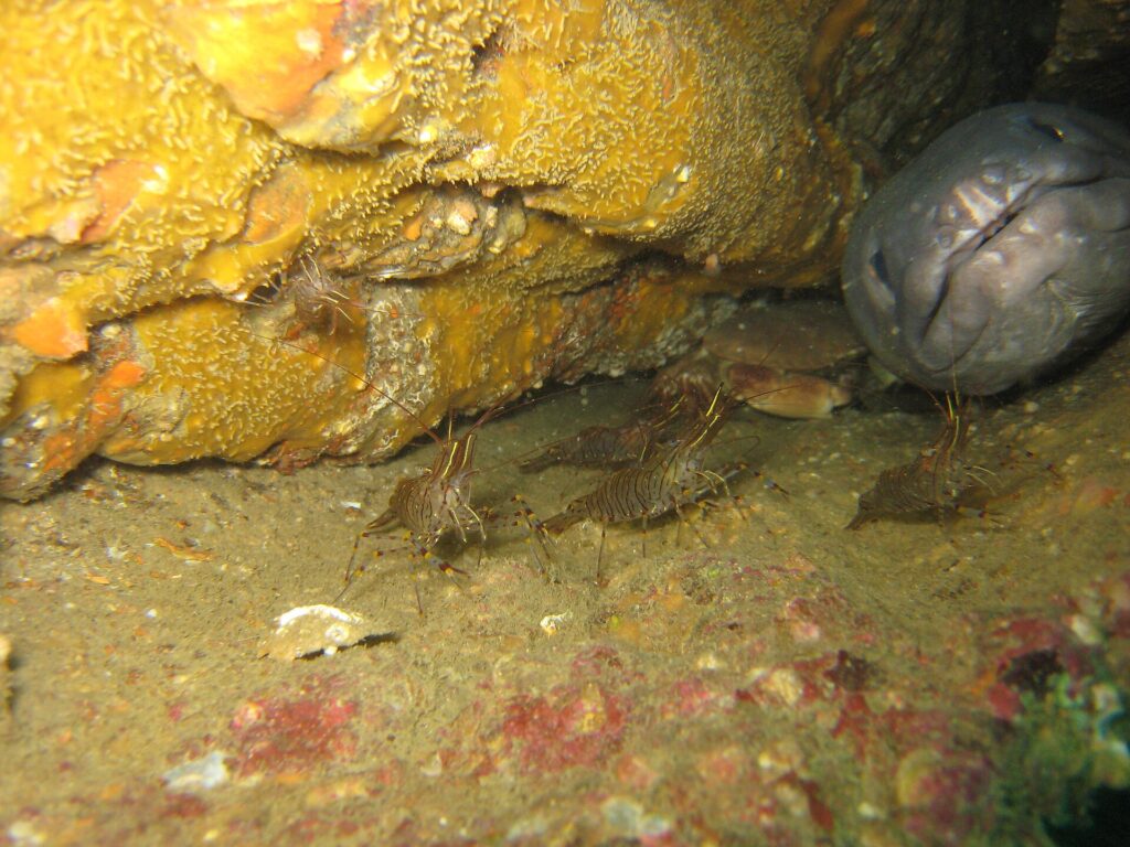 Dans une épave, la grosse tête grise d'un congre, vue de face, dépasse d'un trou à droite, lèvres épaisses et bouche fermée ; devant lui, plusieurs crevettes rayées de brun marchent sur le sédiment et un crabe se tient dans l'ombre.