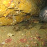 Dans une épave, la grosse tête grise d'un congre, vue de face, dépasse d'un trou à droite, lèvres épaisses et bouche fermée ; devant lui, plusieurs crevettes rayées de brun marchent sur le sédiment et un crabe se tient dans l'ombre.