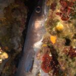 Un congre dressé dans une faille tapissée d'algues rouges et d'éponges, la tête vers le haut : peau lisse gris-brun sans écailles, grand œil cerclé de cuivre, lèvre supérieure épaisse, longue nageoire pectorale grise et rangée de petits points blancs le long du flanc.