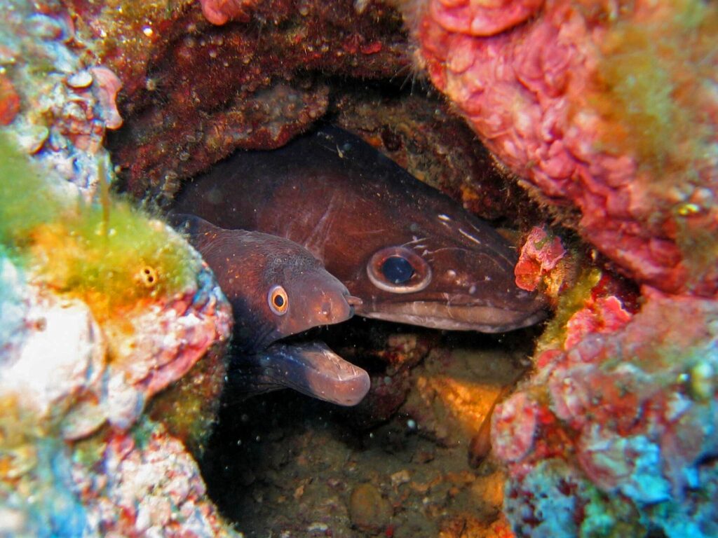 Dans un trou de roche tapissé d'algues rouges, deux têtes côte à côte : à gauche une murène brun sombre, bouche ouverte et petit œil cerclé d'orange ; à droite un congre brun, au grand œil rond et au long museau conique.