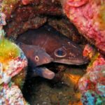 Dans un trou de roche tapissé d'algues rouges, deux têtes côte à côte : à gauche une murène brun sombre, bouche ouverte et petit œil cerclé d'orange ; à droite un congre brun, au grand œil rond et au long museau conique.