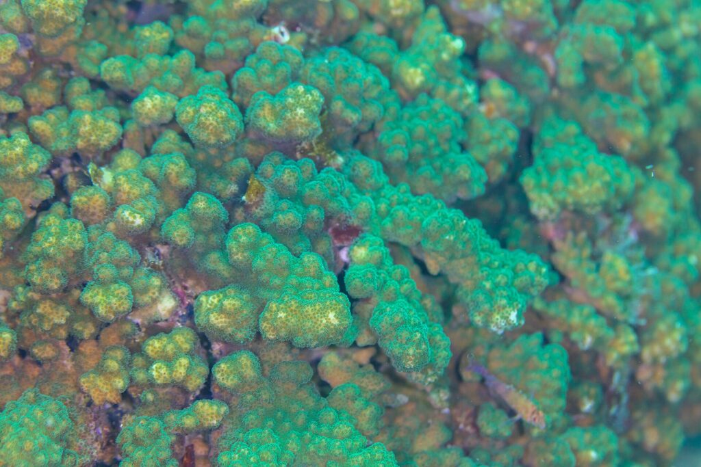 Gros plan sur des branches de corail Pocillopora vert et brun, aux polypes serrés, sur le récif de Cabo Pulmo