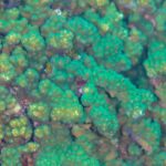 Gros plan sur des branches de corail Pocillopora vert et brun, aux polypes serrés, sur le récif de Cabo Pulmo