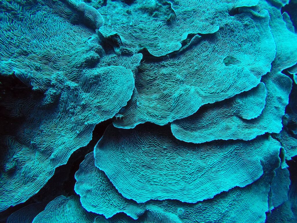 Des feuilles de corail turquoise empilées comme des pétales, en gros plan