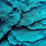 Des feuilles de corail turquoise empilées comme des pétales, en gros plan