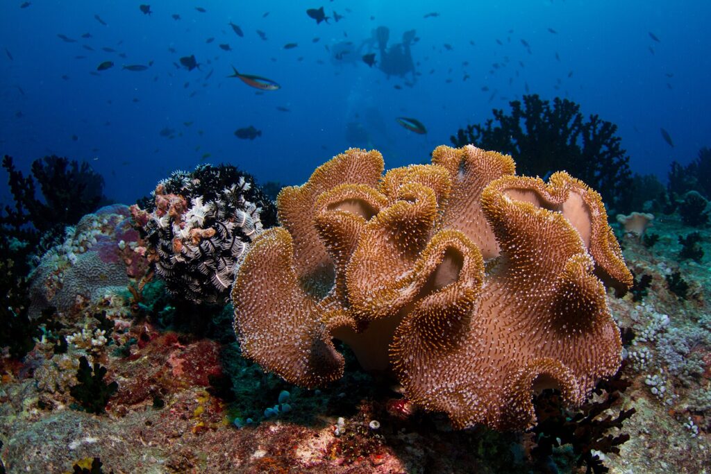 Un gros corail cuir aux lobes beiges couverts de polypes, à côté d'une comatule noire et blanche, deux plongeurs en silhouette dans le bleu