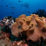 Un gros corail cuir aux lobes beiges couverts de polypes, à côté d'une comatule noire et blanche, deux plongeurs en silhouette dans le bleu