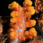 Un corail mou orange au tronc blanc translucide, hérissé de bouquets de polypes et éclairé au flash sur fond noir, entre une éponge orange et un corail mou rose.