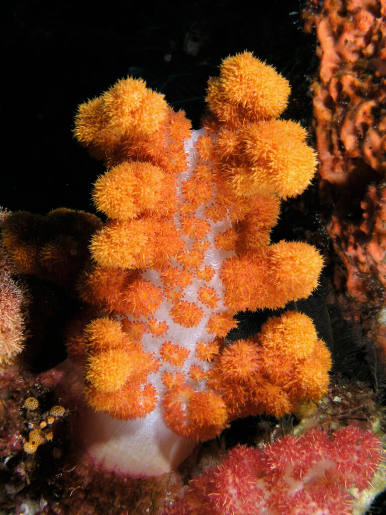 Un corail mou orange au tronc blanc translucide, hérissé de bouquets de polypes et éclairé au flash sur fond noir, entre une éponge orange et un corail mou rose.