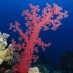 Un corail mou rouge aux branches ouvertes se dresse sur le récif, dans le bleu profond