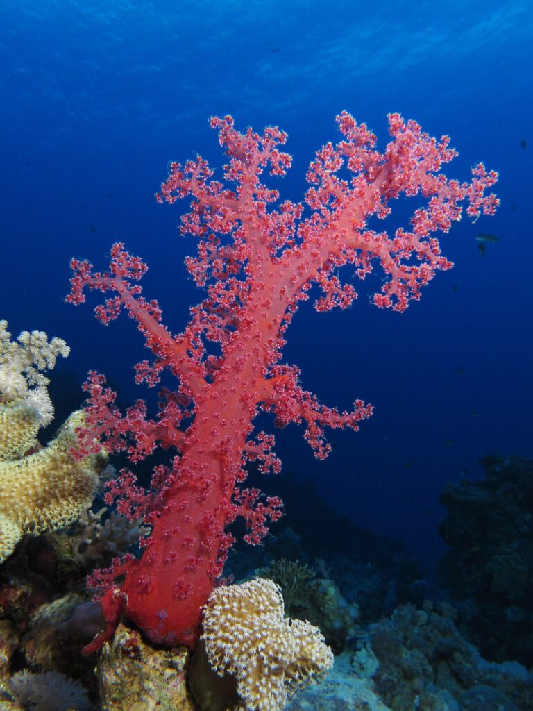 Un corail mou rouge aux branches ouvertes se dresse sur le récif, dans le bleu profond