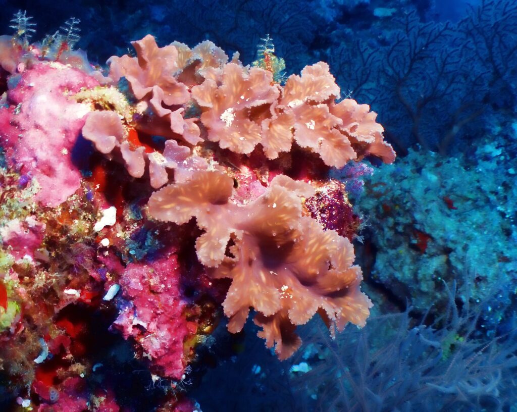 Des coraux mous rose saumon en feuilles plissées sur une paroi couverte de corail encroûtant rose vif, le bleu sombre derrière