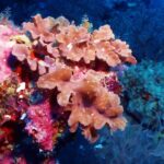 Des coraux mous rose saumon en feuilles plissées sur une paroi couverte de corail encroûtant rose vif, le bleu sombre derrière
