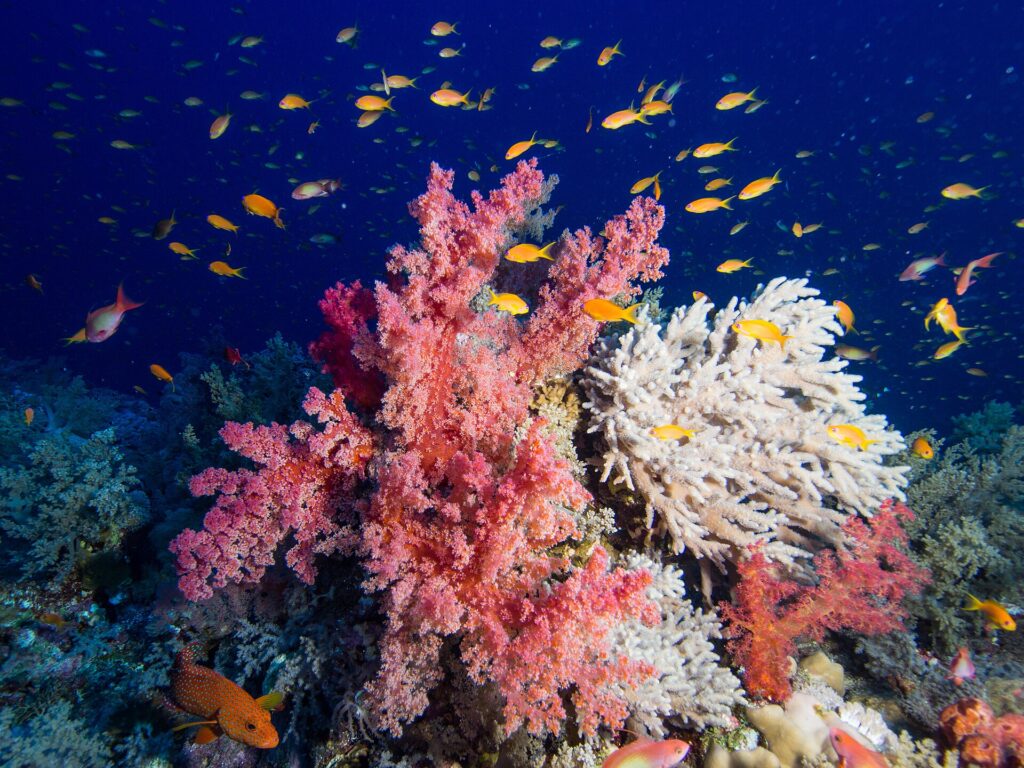 Des coraux mous roses et un corail blanc en branches couverts d'anthias orange, un mérou rouge à points bleus en bas à gauche