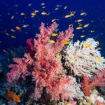 Des coraux mous roses et un corail blanc en branches couverts d'anthias orange, un mérou rouge à points bleus en bas à gauche