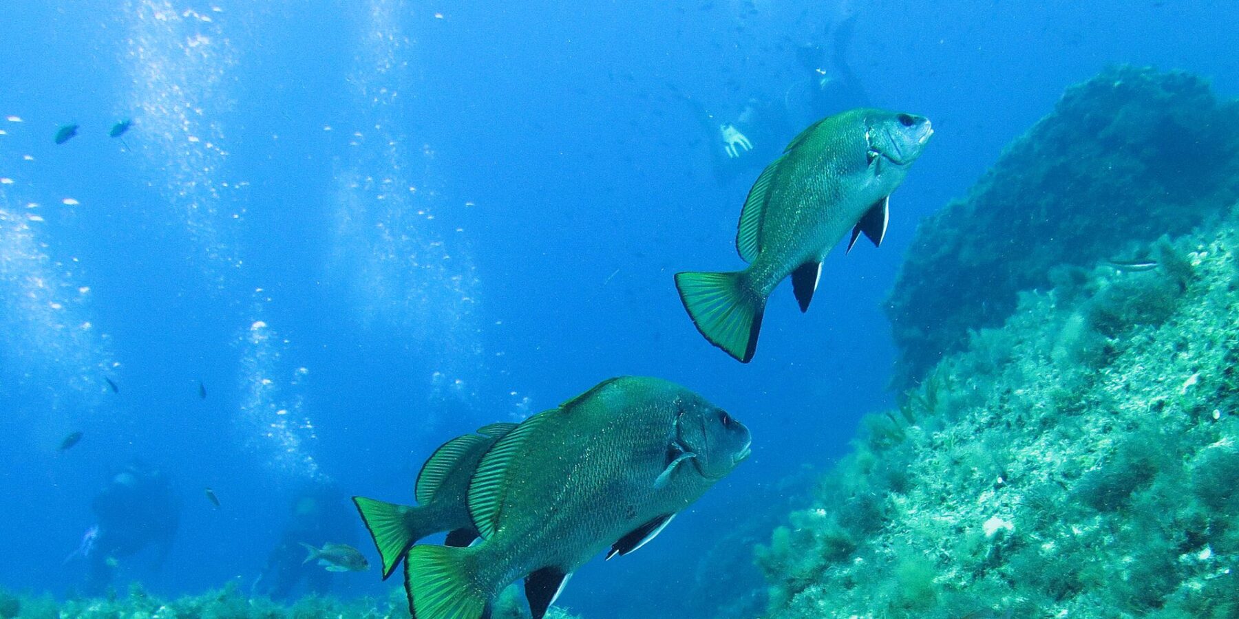 Trois corbs nagent vers la droite en pleine eau bleue au-dessus d'un tombant rocheux couvert d'algues : dos bombé, robe sombre à reflets verts, nageoires pelviennes et anale noires bordées de blanc, queue coupée droit, jaune-vert liserée de noir ; des plongeurs et leurs bulles au loin.