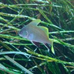Un jeune corb nage vers la gauche au-dessus d'un herbier de posidonie : corps gris clair finement ponctué, nageoires dorsales et queue jaune vif, nageoires pelviennes et anale noires bordées de blanc.