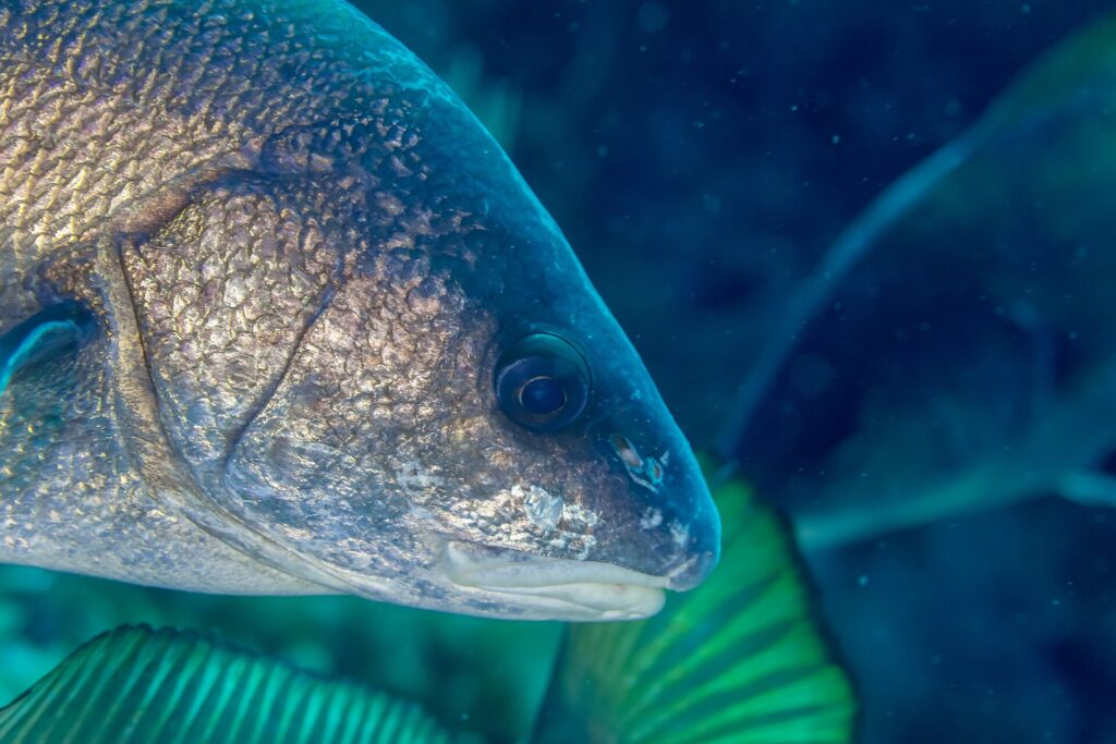 Gros plan sur la tête d'un corb tournée vers la droite : écailles brun doré à reflets bronze, grand œil sombre, museau arrondi et petite bouche basse aux lèvres pâles, sans barbillon, sur un fond bleu-vert flou.