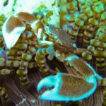 Gros plan sur un crabe porcelaine tacheté, pinces ouvertes, dans les tentacules à bouts ronds d'une anémone