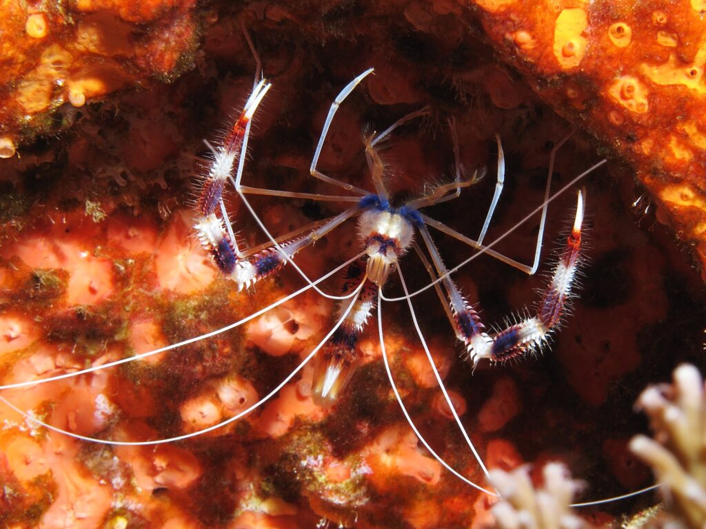 Une crevette nettoyeuse à bandes vue de dessus, pinces rayées de rouge, de violet et de blanc, longues antennes blanches déployées, sur une paroi tapissée d'éponges orange.