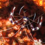 Une crevette nettoyeuse à bandes vue de dessus, pinces rayées de rouge, de violet et de blanc, longues antennes blanches déployées, sur une paroi tapissée d'éponges orange.
