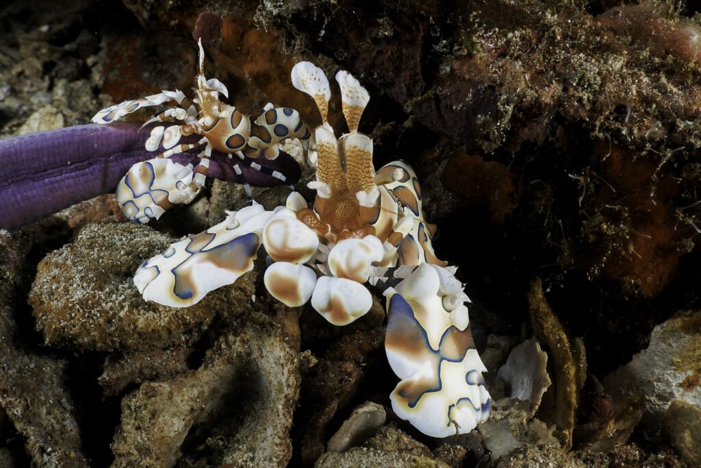 Deux crevettes arlequin blanches tachées de brun et de bleu sur le bras d'une étoile de mer violette, parmi les débris de corail