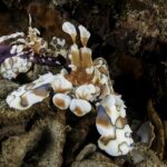 Deux crevettes arlequin blanches tachées de brun et de bleu sur le bras d'une étoile de mer violette, parmi les débris de corail