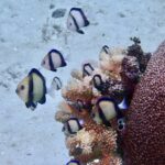 Une dizaine de dascyllus blancs à deux bandes noires groupés au-dessus d'un corail branchu rose, à côté d'un gros corail massif brun, sur fond de sable clair