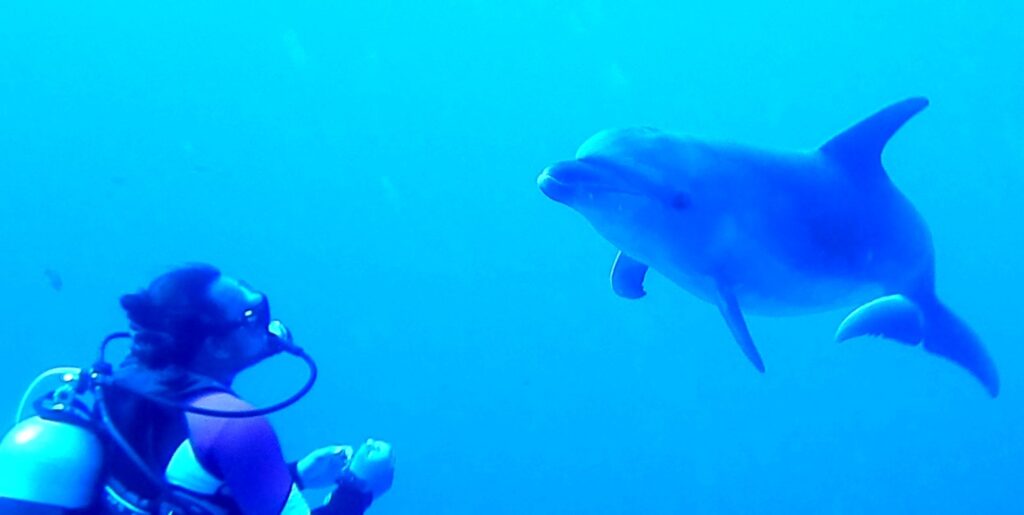 Un grand dauphin s'approche de face d'un plongeur immobile, dans une eau d'un bleu intense