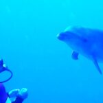 Un grand dauphin s'approche de face d'un plongeur immobile, dans une eau d'un bleu intense