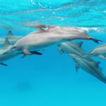 Un groupe de six dauphins à long bec nage sous la surface dans une eau turquoise, en mer Rouge