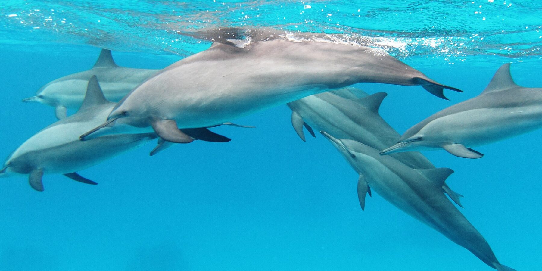Un groupe de six dauphins à long bec nage sous la surface dans une eau turquoise, en mer Rouge